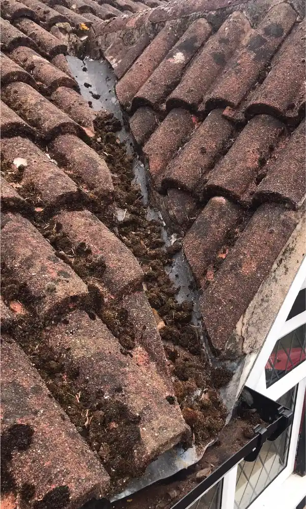 roof needs cleaning 2